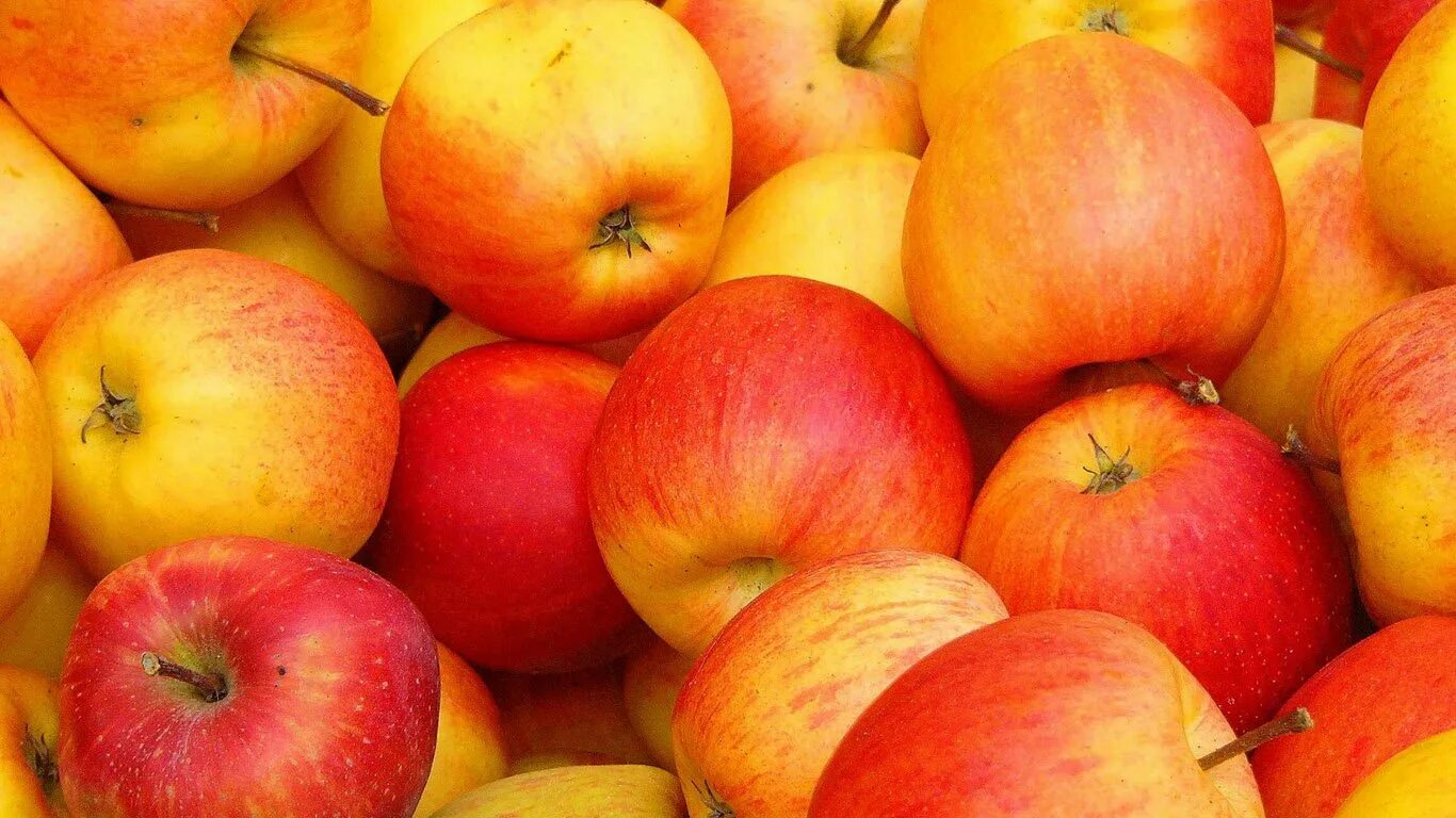 Яблоня сочное. Красивое яблоко. Яблоко красно желтое. Яблоки фон. Сочные яблоки желто красные.