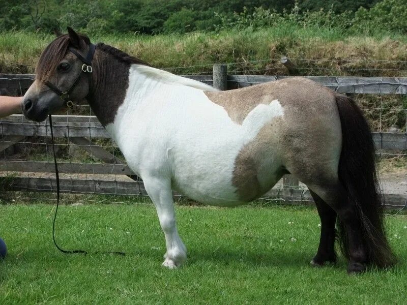 Мини лошадь. Пони на английском. Моджо Энималс Шетландский пони. Фотографии английского английского пони. Pony english