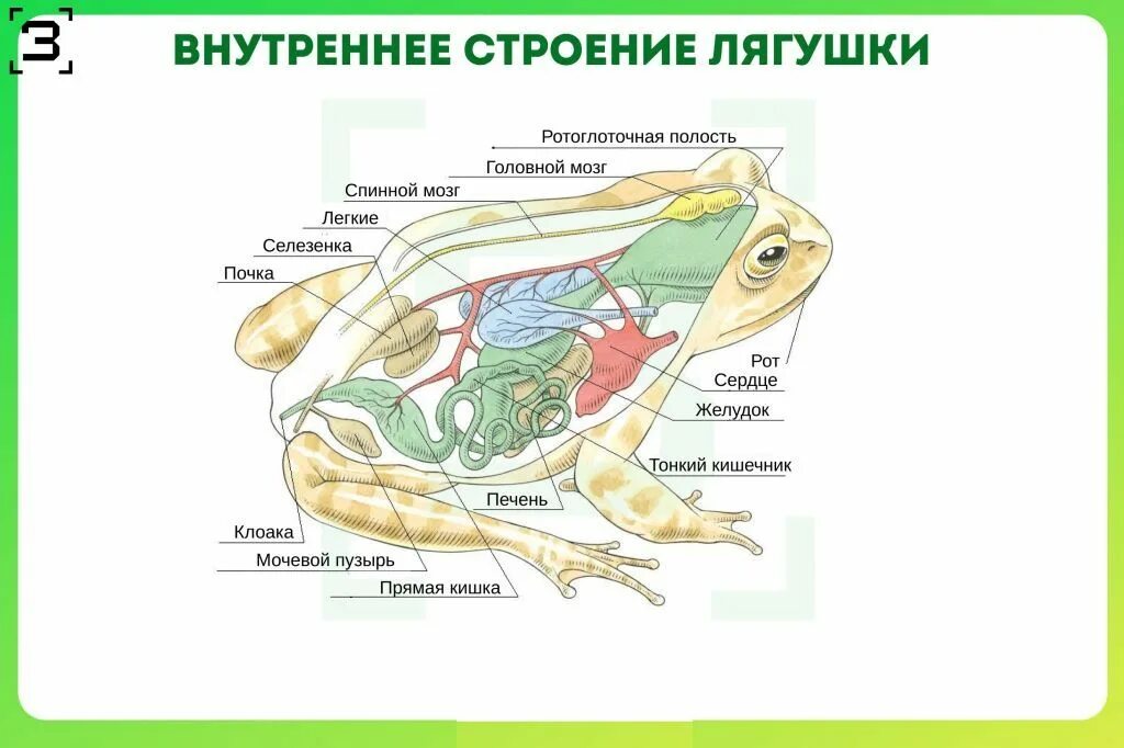 Полость земноводных. Внутреннее строение лягушки схема. Внутреннее строение строение земноводных. Внутреннее строение земноводного лягушки. Внутреннее строение прудовой лягушки.