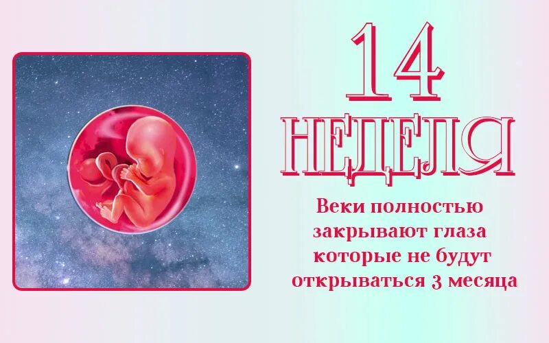 14 недель отзывы. Размер ребенка на 14 неделе беременности. 12 Недель беременности поздравляю. 14 Недель беременности от зачатия.