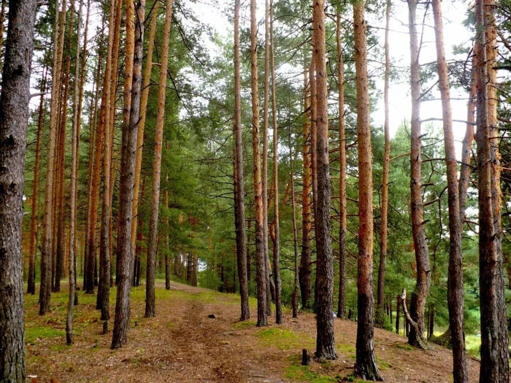 берёзовая роща сосновый бор. иван шишкин бурелом 1889. шишкин иван иванович бурелом. русский лес. здравствуй лес.