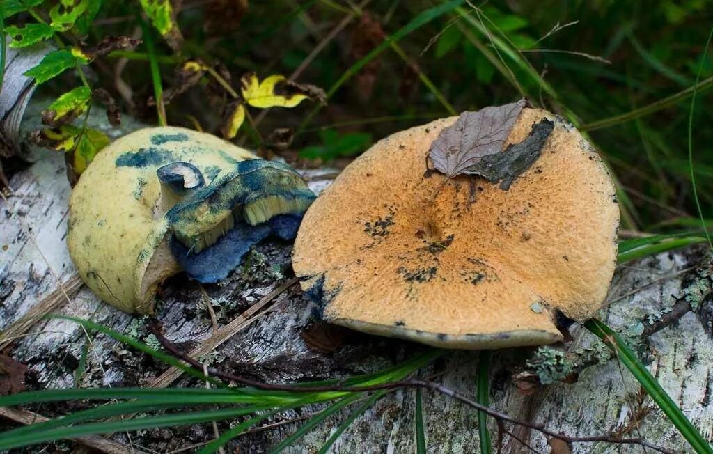 Синеющий гриб. Гриб гиропорус синеющий. гиропорус синеющий (gyroporus cyanescens). боровик синеющий. гиропорус синеющий съедобные грибы.