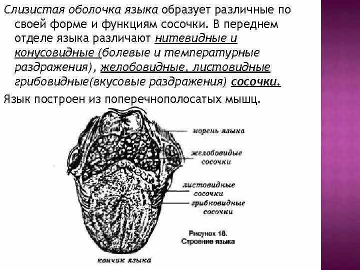 Строение слизистой оболочки языка. Язык строение сосочки языка. Слизистые оболочки строение и функции