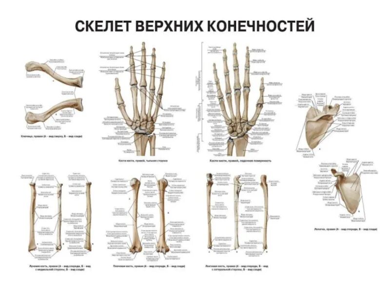 Анатомия кости верхней конечности. Строение костей верхней конечности анатомия. Скелет кости верхней конечности вид спереди. Строение костей свободной верхней конечности. Строение пояса верхних конечностей.