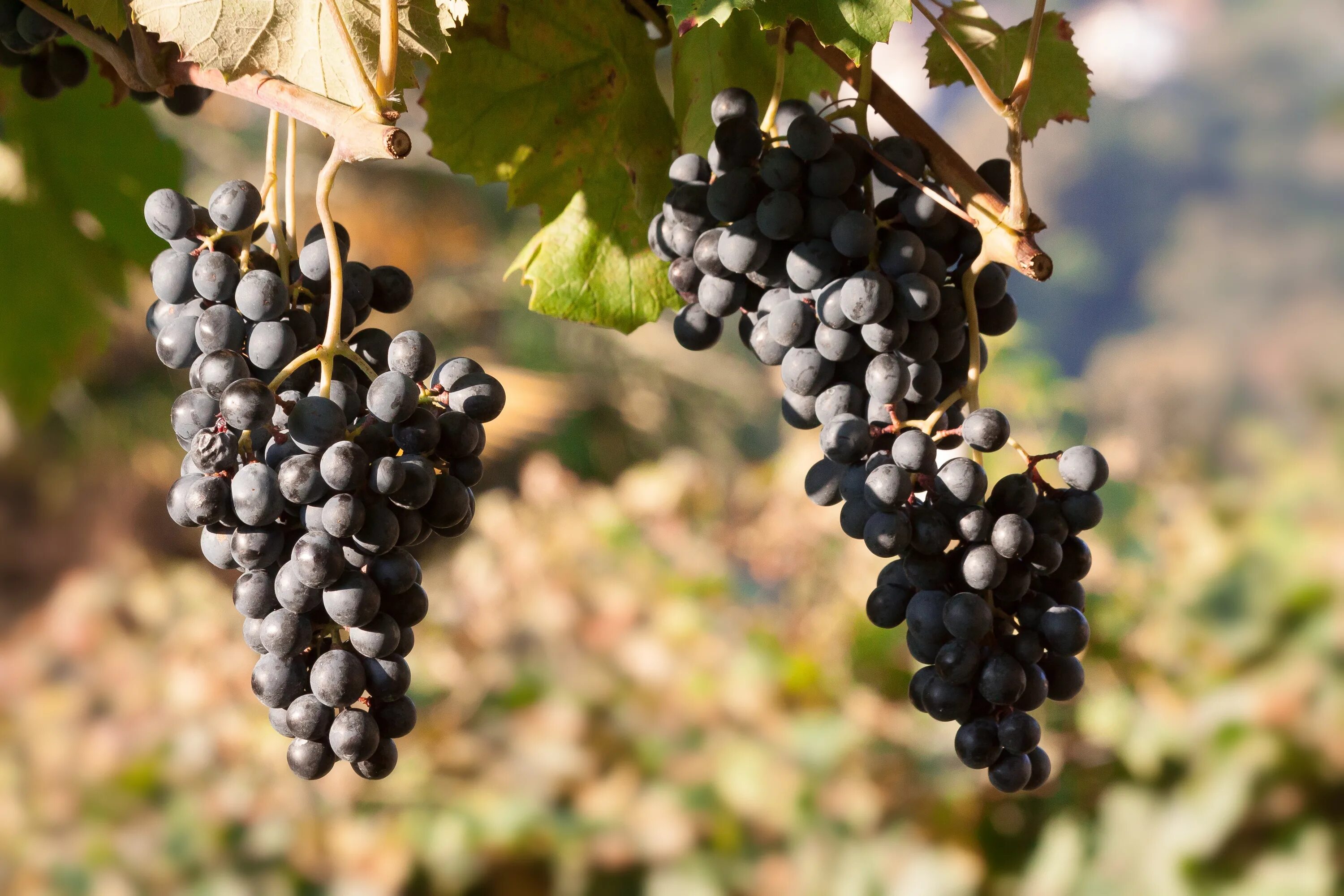 Кроатина сорт винограда. Pedro Ximenez grape. Мелкий виноград. Синий виноград.