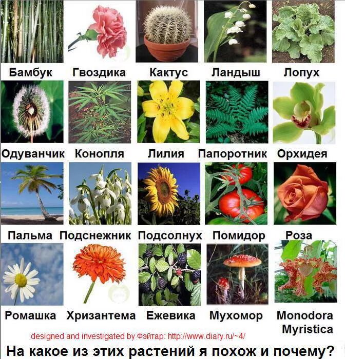Жизнь похож на цветок. Название растений. Цветы названия. Растения с похожими названиями. Названия растений похожих на животные.