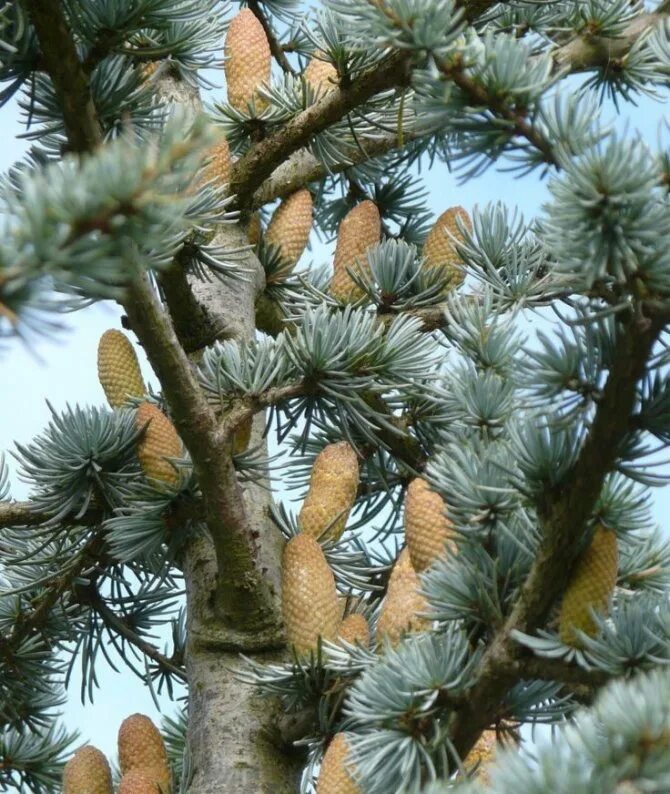 Хвойные сны. Кедр атласский шишки. Голубой атласский кедр. Cedrus Atlantica дерево. Сосна Глаука с шишками.