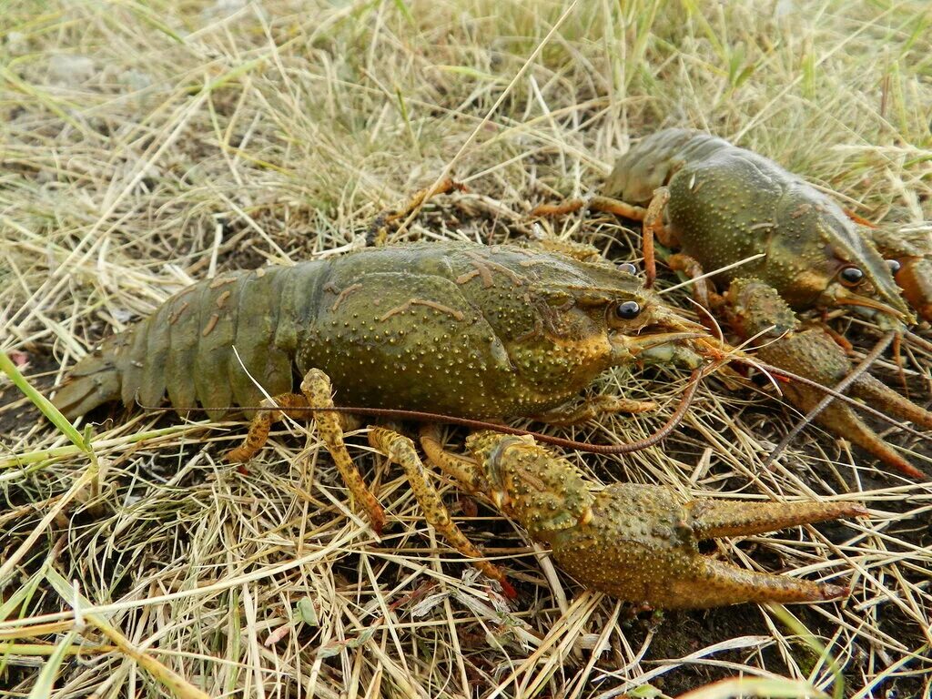 Ловись рачок. Водоплавающие рачки водились в лужах. Озеро старая кубань краснодар рыбалка. Пресноводные рачки. Рачки для рыбалки.