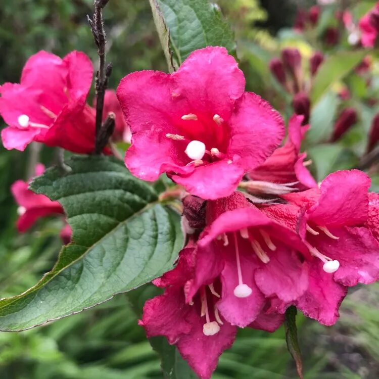 Bristol ruby