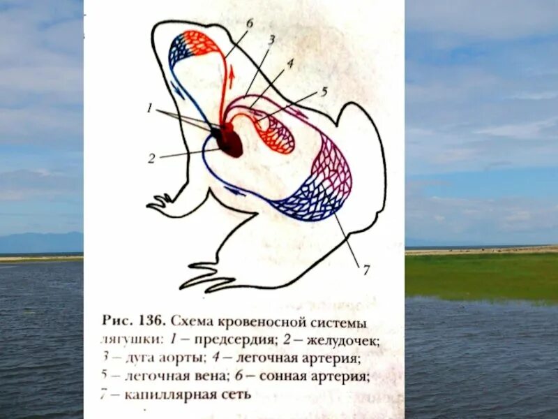 Кровеносная система лягушки 7 класс. Кровеносная система система лягушки. схема кровеносной системы лягушки. функции кровеносной системы лягушки. кровеносная система лягушки 7 класс биология.