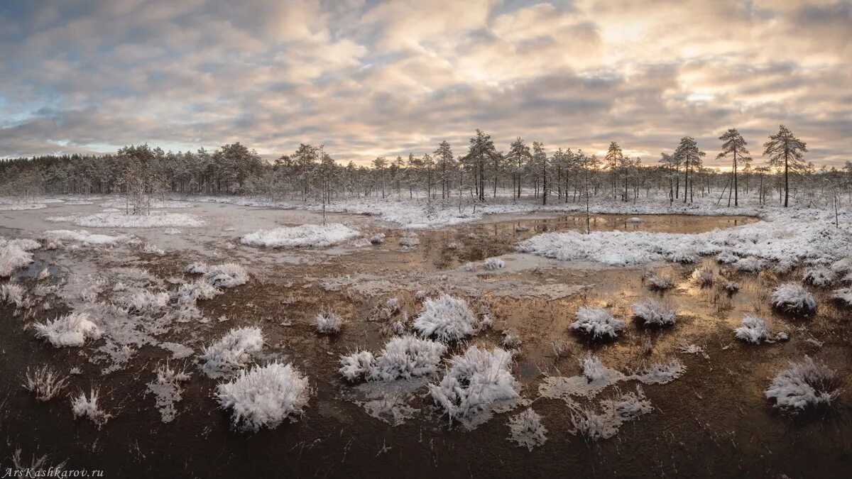 Болотная зима. Зимние болота. Торфяник зимой. Замерзшее болото. Болото Ленинградской области зимой.