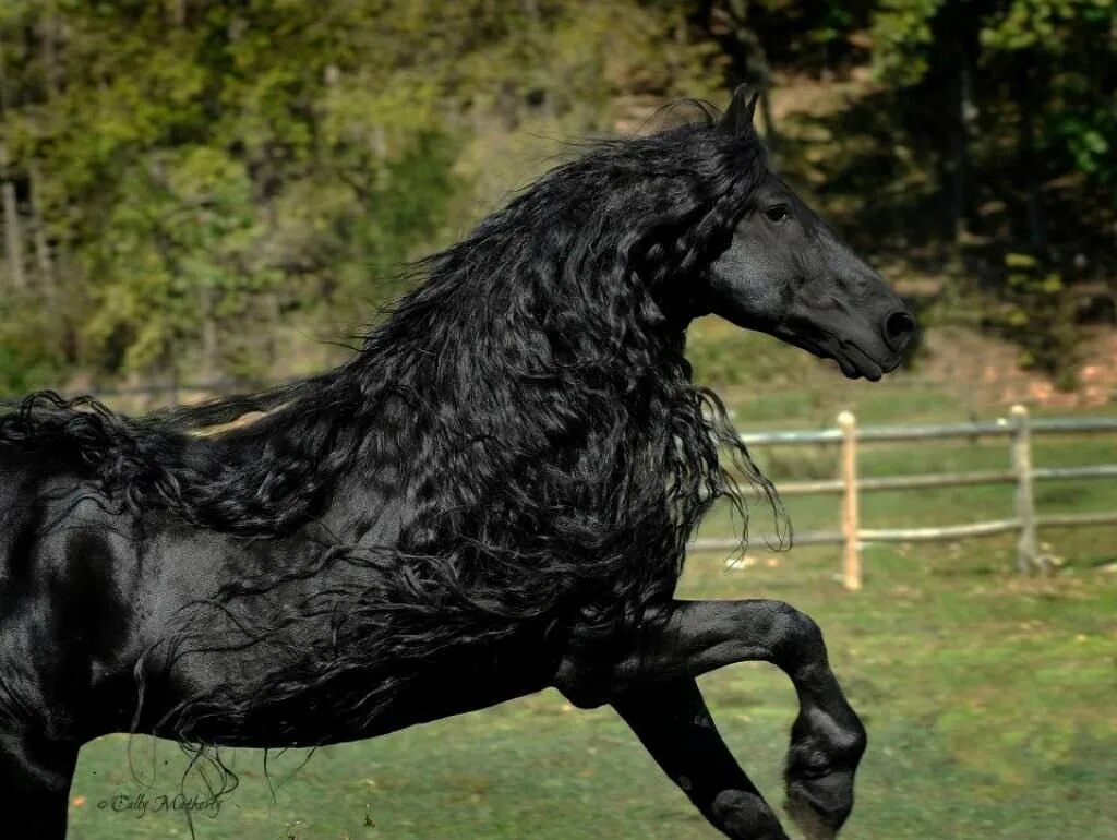 Лошадь породы фриз. Фризская лошадь черная Жемчужина. Лонг Хорс лошадь. Фризская лошадь грива.