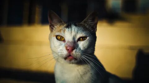 Коты рассвет