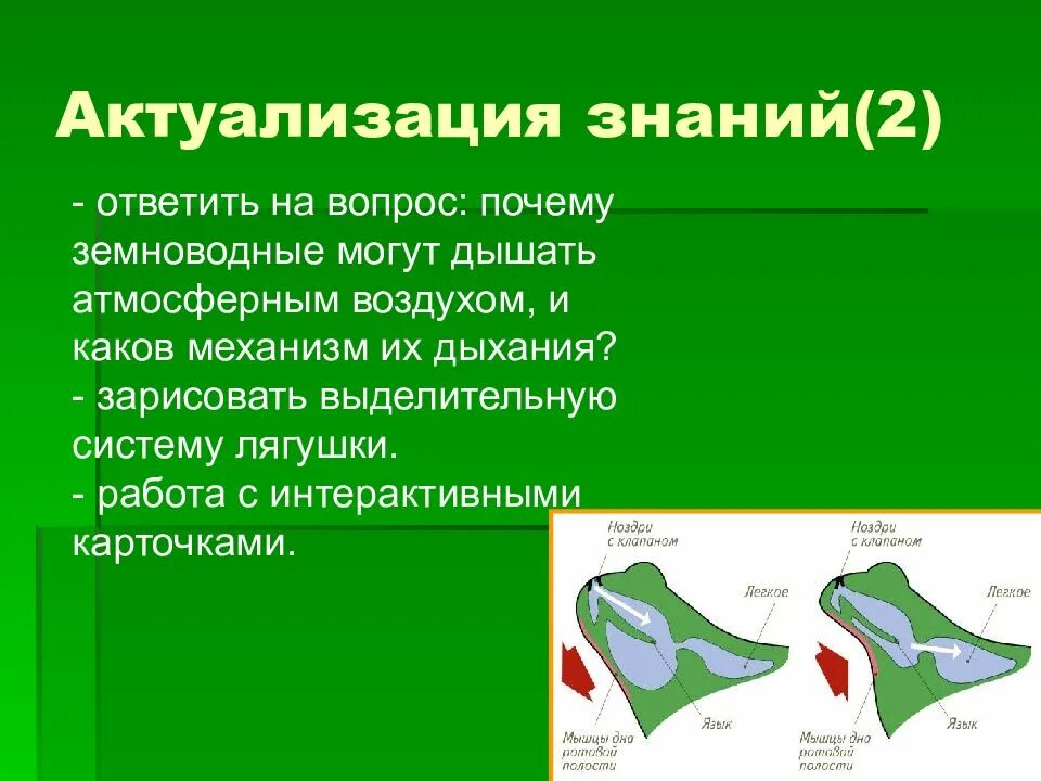 Годовой жизненный цикл земноводных. Годовой цикл жизни земноводных. почему земноводные могут дышать атмосферным воздухом. механизм дыхания земноводных. годовой цикл развития земноводных.