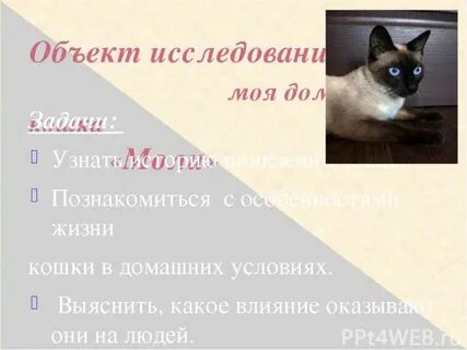 Моя кошачья жизнь