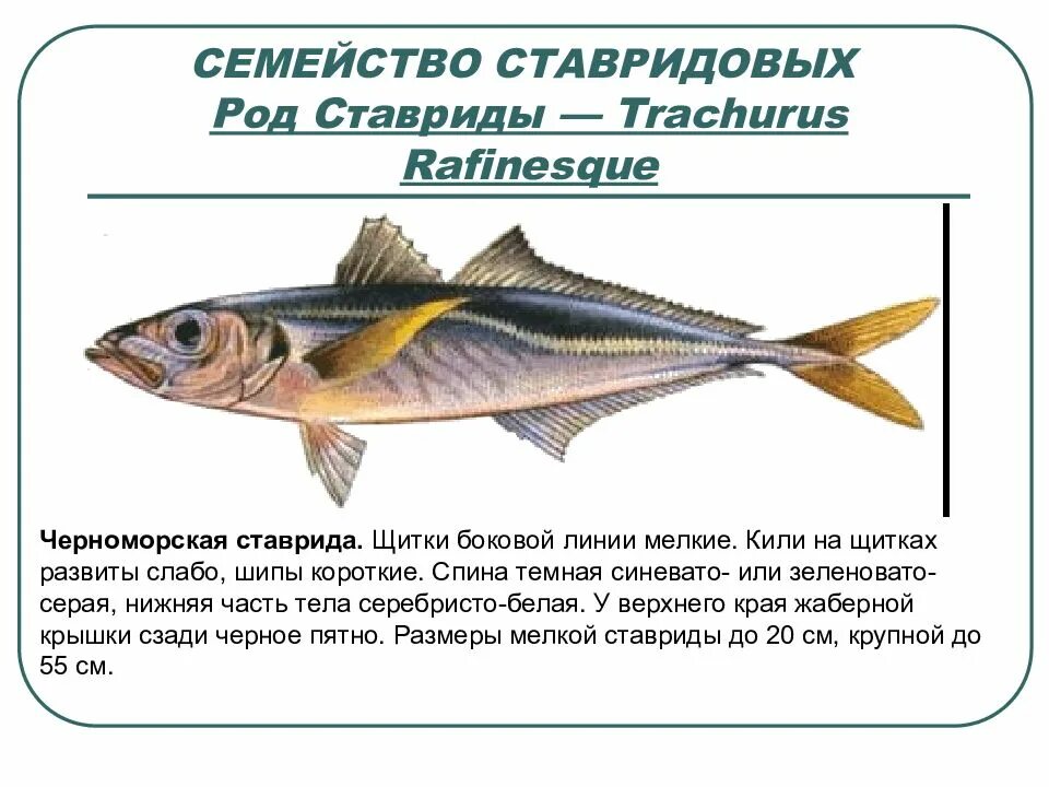 Ставрида размеры. Рыба ставрида черноморская. рыба ставридка черное море. ставрида строение. ставрида черноморская размеры.