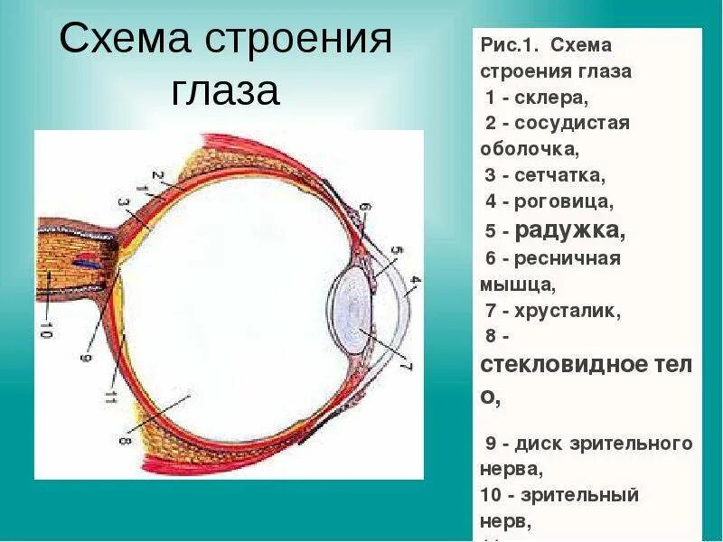 Элементы органы зрения. Зрительный анализатор анатомия схема. Орган зрения зрительный анализатор анатомия. Сагиттальный разрез глаза анатомия. Схема строения глаза.