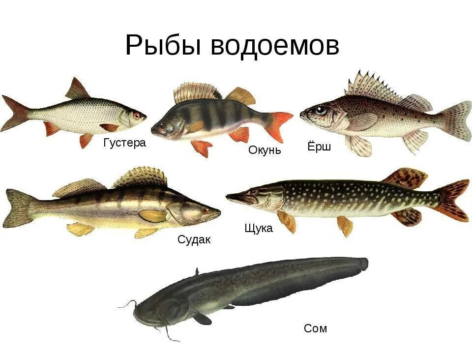 Какая рыба в прудах. Пресноводные рыбы. Виды речных рыб. Пресноводные рыбы названия. 5 Речных рыб.