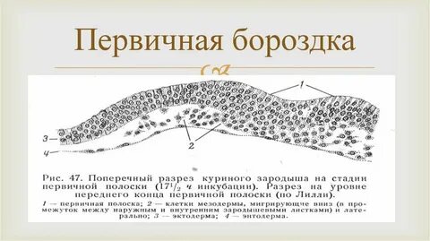 Первичная полоска зародыша