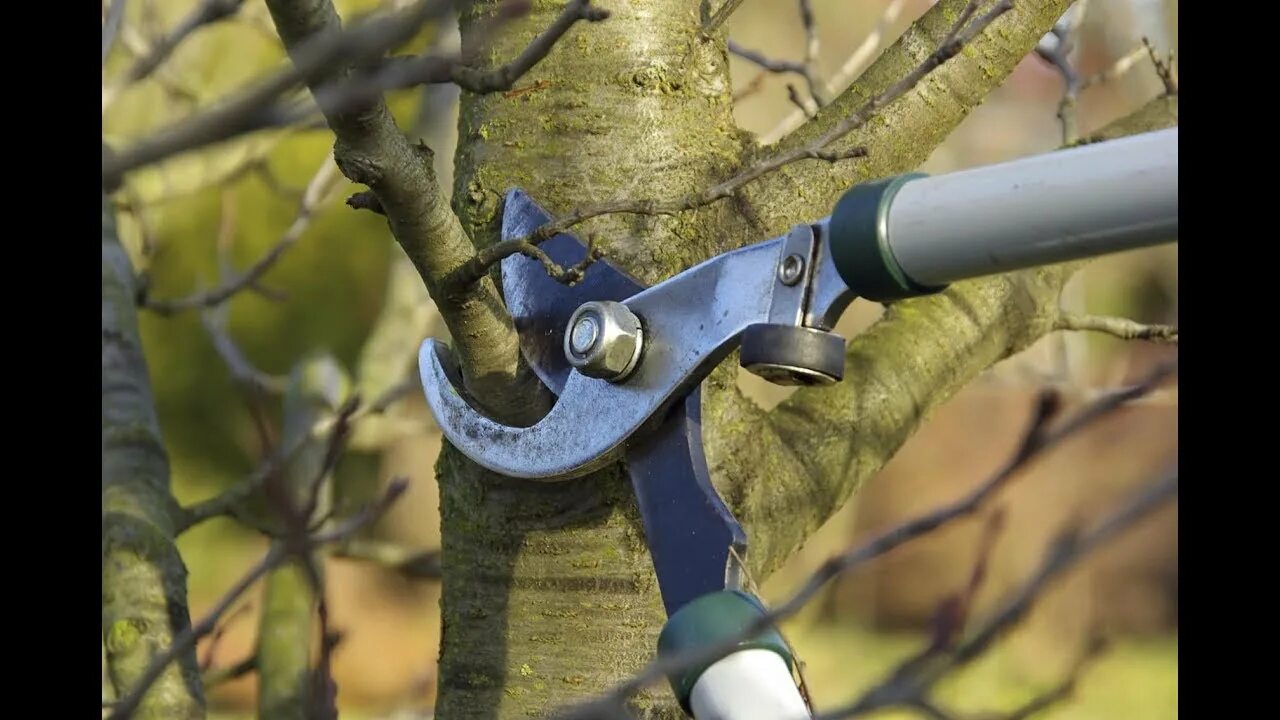 Обрезка плодовых деревьев проводится с целью. Осенняя обрезка деревьев. Обрезка деревьев. Обрезка плодовых деревьев проводится с целью. Обрезка веток плодовых деревьев.