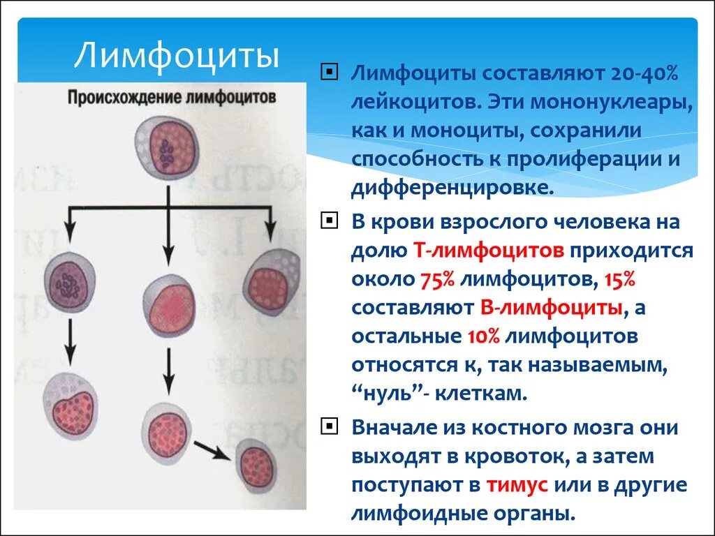 Лимфоциты указывают на