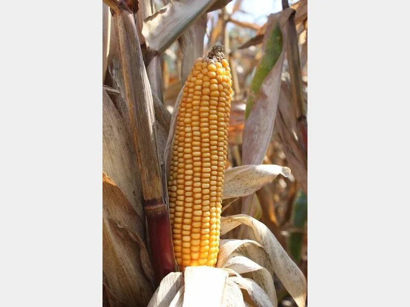 Семена гибридов кукурузы. Раннеспелые гибриды кукурузы. Ладожские гибриды кукурузы. Семена f1 кукурузы ладожская. Ладожская кукуруза.