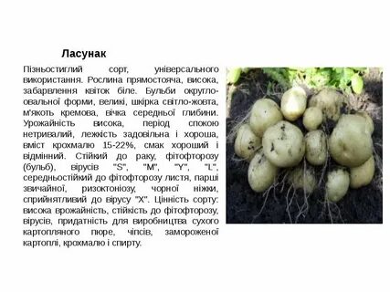 Сорт ласунок картофель характеристика