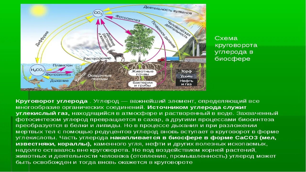 В биосфере происходит. Круговорот углерода в биосфере схема. круговорот углерода в биосфере. круговорот углерода в атмосфере схема. круговорот углерода (по ф. рамад, 1981).