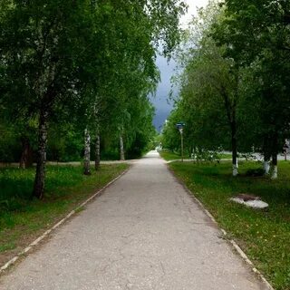 Береза самарская область