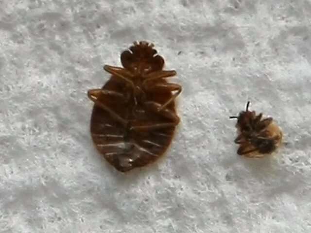 Hong Kong is Disneyland for bedbugs' - YouTube