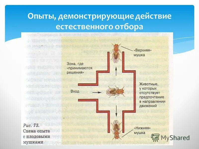 Не являются примерами действия естественного отбора. Опыты с плодовыми мушками. Схема по механизму действия естественного отбора. Формы естественного отбора ЕГЭ. Виды естественного отбора ЕГЭ биология.