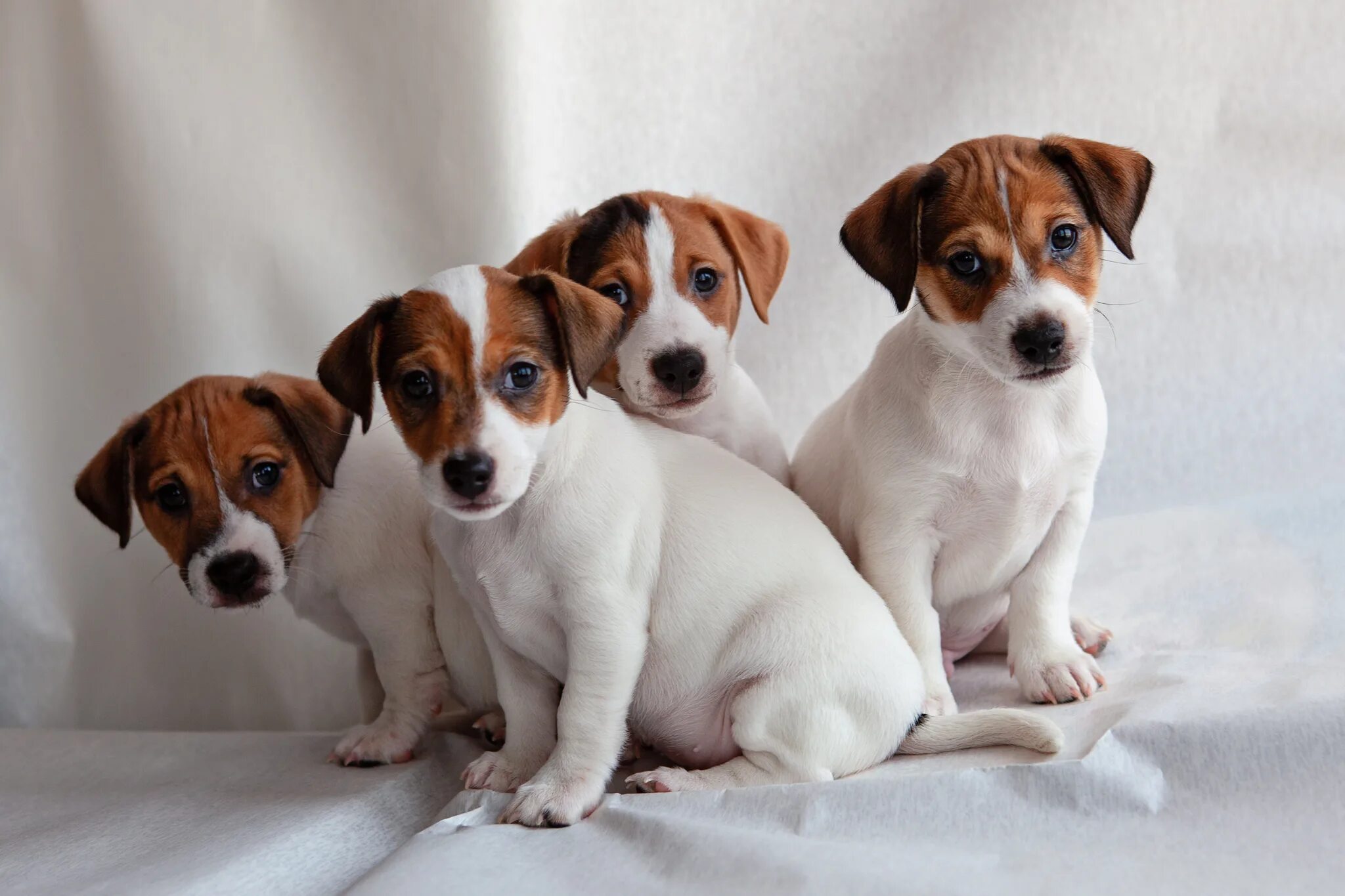 щенок джек рассел терьера спб