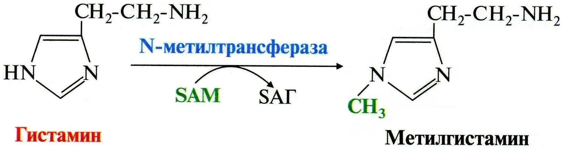 Инактивация сцистеамина. Метилирование биогенных Аминов. Инактивация биогенных Аминов метилирование. Инорвация биогенных Аминов.