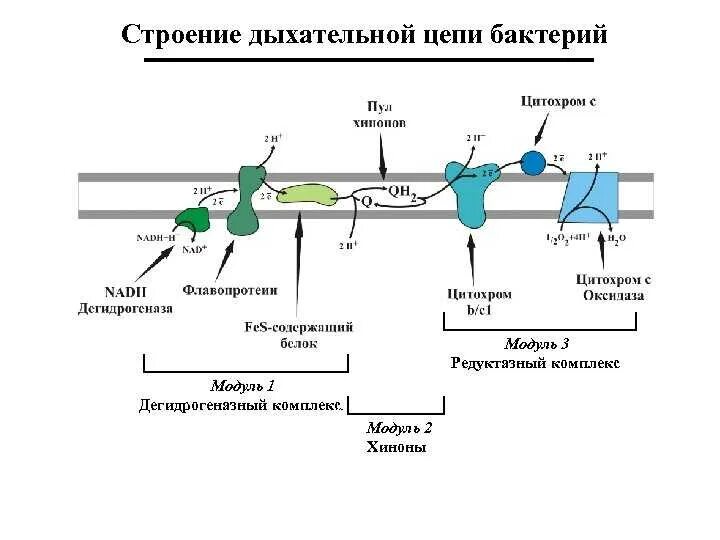 Дыхание прокариот. Электронно транспортная цепь бактерий. Схема дыхательной цепи облигатных анаэробов. Дыхательная цепь бактерий схема. Схема дыхательной цепи аэробов.