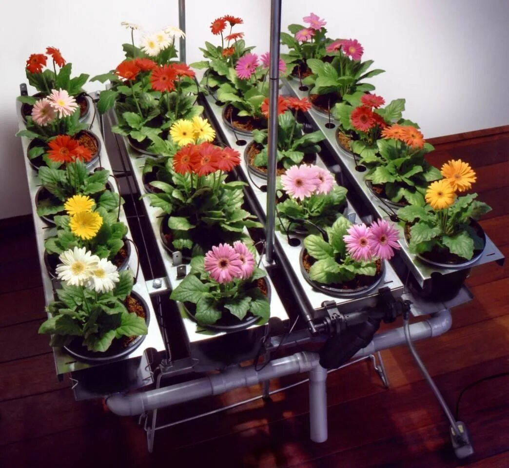 Оборудование для комнатных растений. Цветы на гидропонике. Цветы рассада. Гербера рассада. Комнатные цветы на гидропонике.