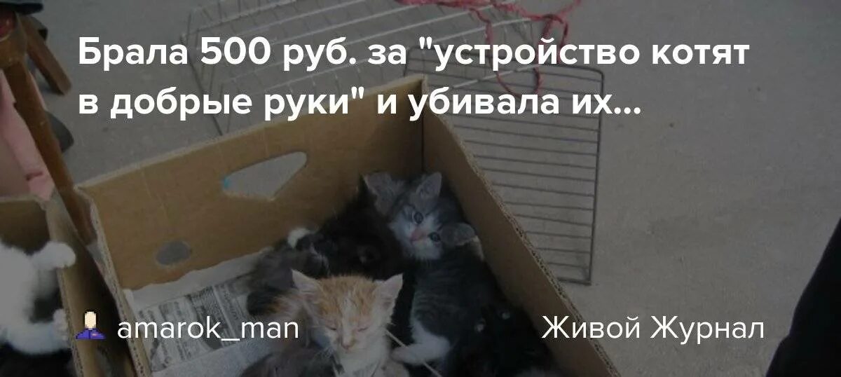 Забрать в хорошие руки котенка. Забрать котенка с улицы. Пристроить котят в хорошие руки. Можно ли отдать котенка