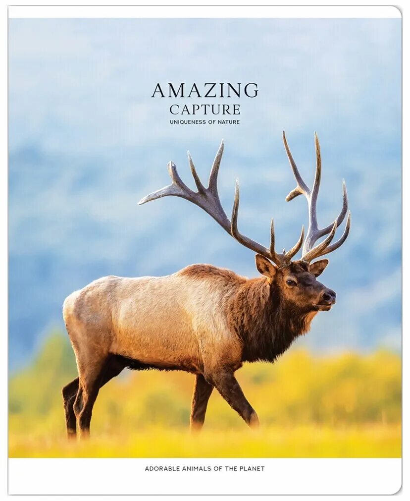 Рено каптур. Startimes. Switchblade ii. T capture. Рено ренаулт каптур.