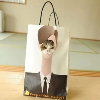 Коте прятки