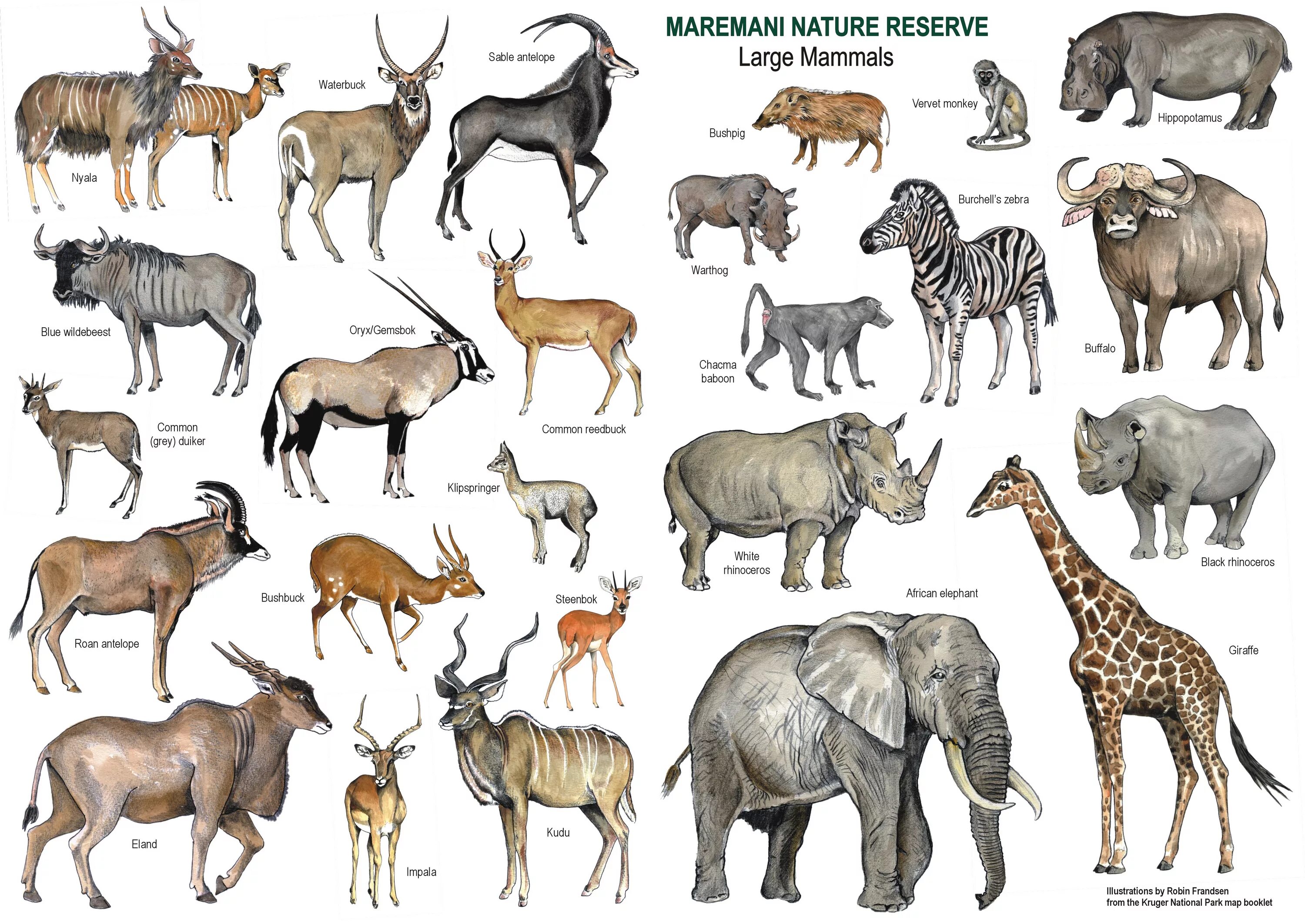 Млекопитающие животные. Название млекопитающих животных. Млекопитающие картинки. Африканские животные названия.