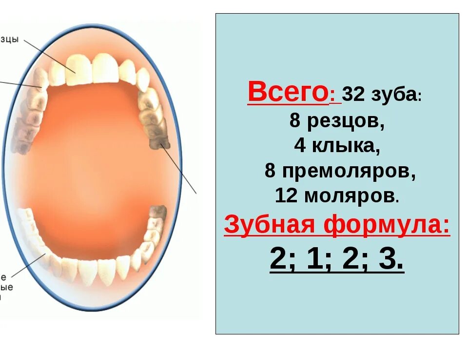 3 5 8 зуб. Зубная формула моляры премоляры резцы клыки. Строение зубов формула зубов. Зубы строение зубная формула. Строение зуба формула зубов.