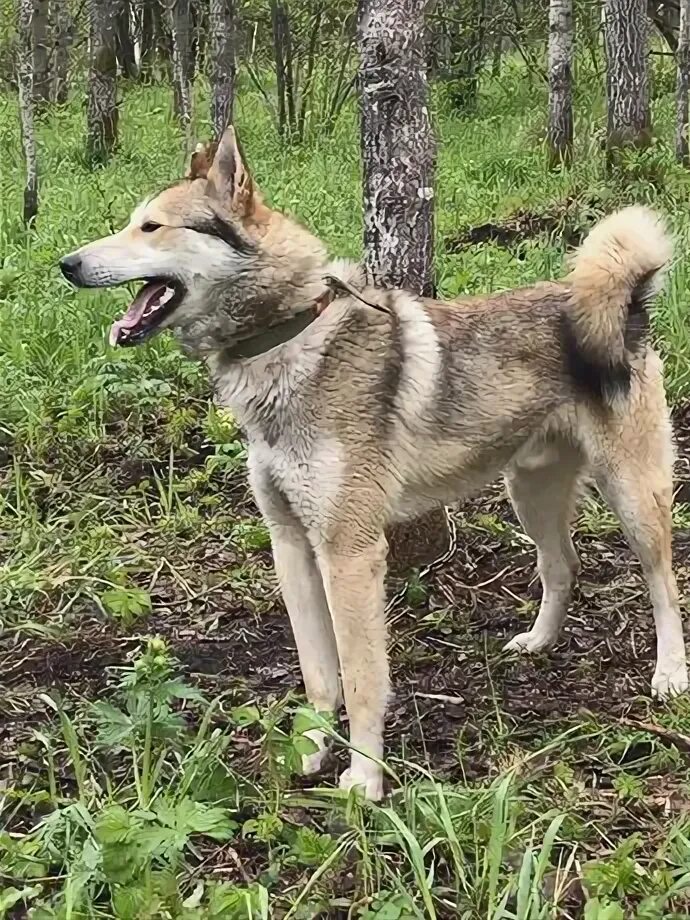 The dog is missing. Cat, dog, two years old. Lost on December 25 on the Left Ban