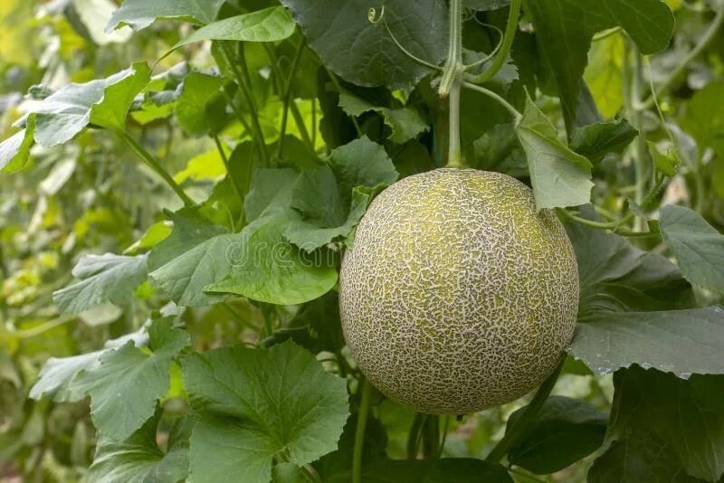 Арбуз растет. Дыня лист. Листья дыни. Дыня оренбургская сорт. Листья дыни.