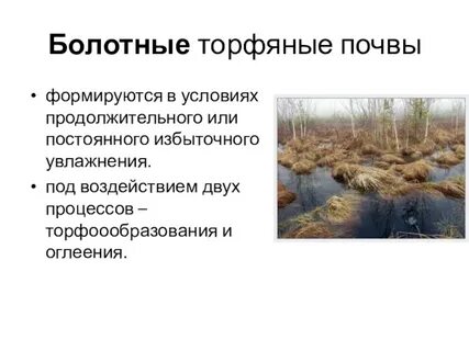 Болотная почва