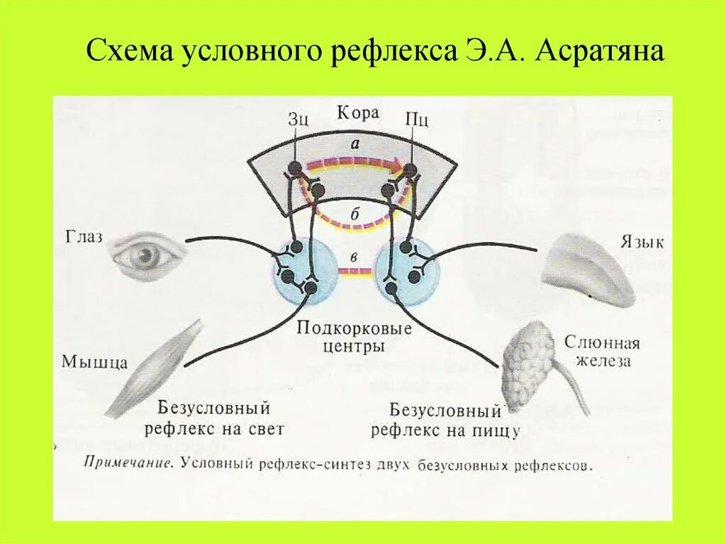 Формирование безусловного рефлекса. Дуга условного рефлекса схема. Схема формирования условного рефлекса Павлова. Схему образования дуги условного рефлекса.. Схема выработки условного рефлекса.