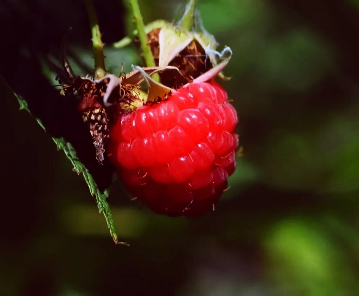 Божья коровка ягода. Малинка. Малина Rubus spectabilis. Малинка насекомое. Малинка Майкова.