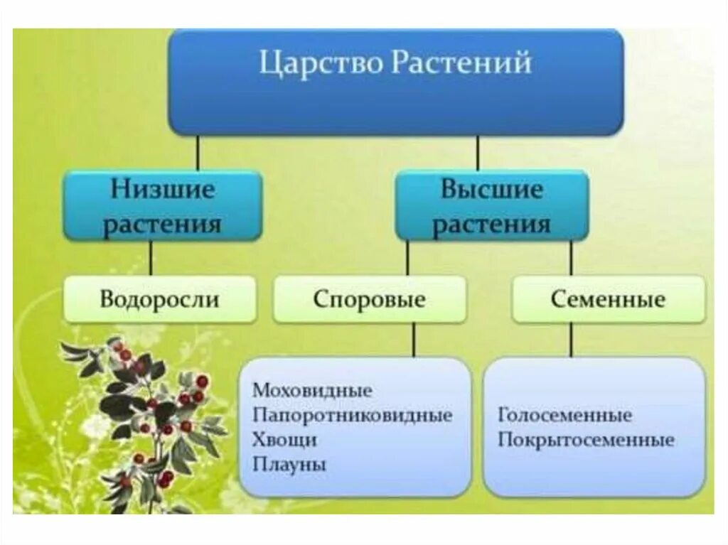 Таблица высших и низших растений. Высшие и низшие растения. Споровые и семенные растения.. Схема царство растений Подцарство низшие растения. Систематика растений высшие и низшие растения. Семенные растения примеры организмов