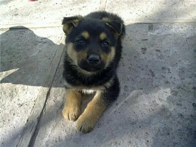Как определить овчарку от дворняги щенка. Щенки немецкой овчарки 1 месяц украина. Щенки немецкой овчарки с дворнягой в 3 месяца. Метис овчарки щенок 2 месяца. Как определить овчарку от дворняги щенка.