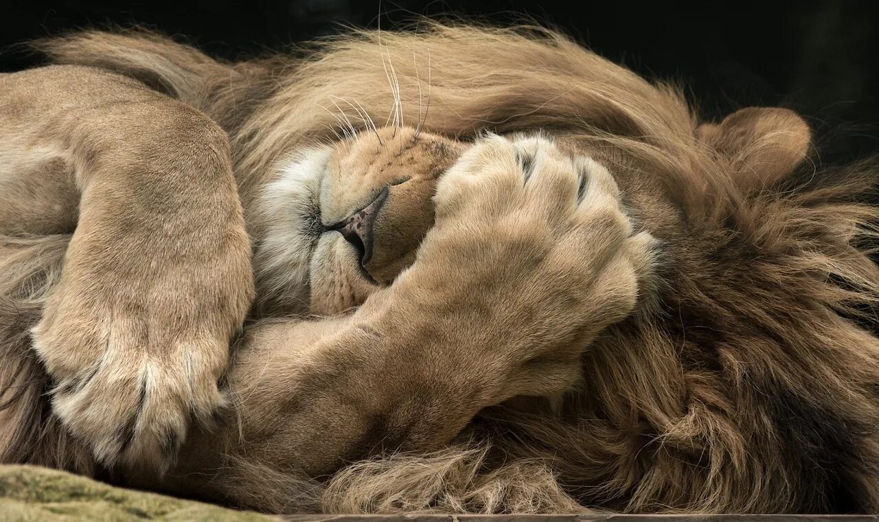 Спящие львы. Лев спящий. Лапы Льва. Спящие животные. Лапка льва