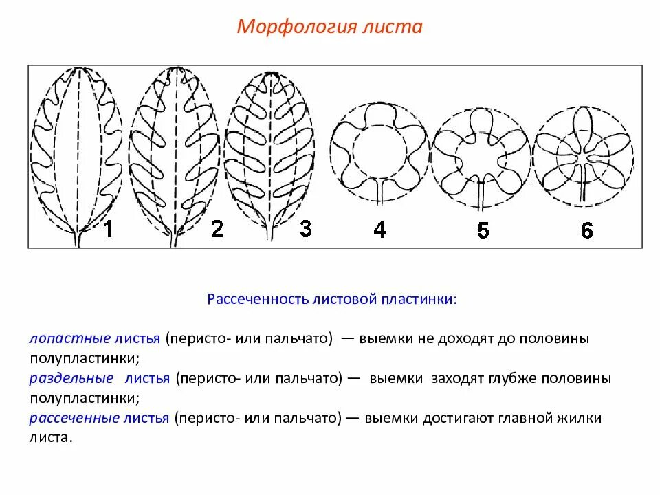 Классификатор лист. Рассечённость листовой пластинки. степень рассечения листовой пластинки. листья по рассеченности листовой пластинки. типы рассеченности листовой пластинки.