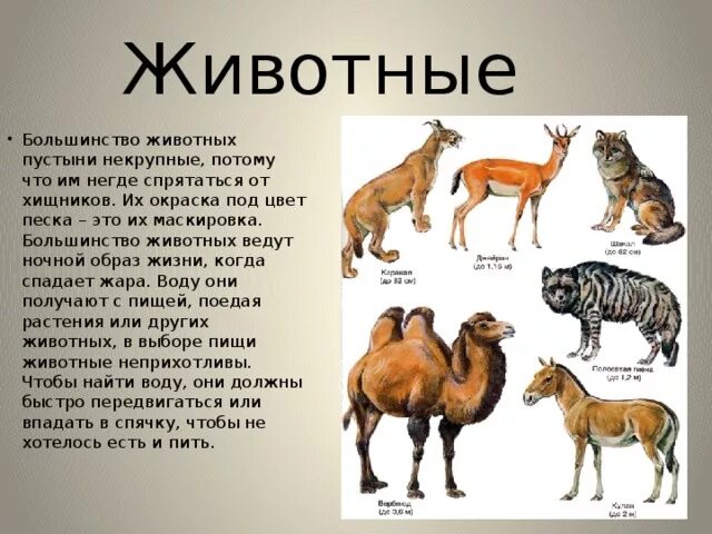 Сообщение о животном пустыни. Сообщение о животном пустыни